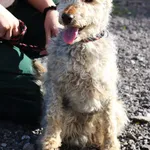 Znaleziono psa, Łódź, 4 maja 2025