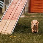 Pies do adopcji, Czartki, 4 maja 2025