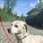 Znaleziono psa, Grudziądz, 4 maja 2025