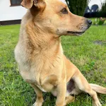 Zaginął pies, Osieczna, 5 maja 2025