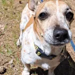 Pies do adopcji, Włocławek, 1 maja 2025