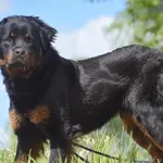 Pies poz. 25/0192 rezerwacja