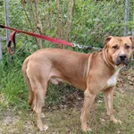 Pies do adopcji, Włocławek, 3 maja 2025