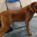 Znaleziono psa, Toruń, 2 maja 2025