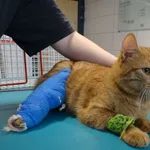 Znaleziono kota, Szczecin, 3 maja 2025