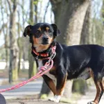 Pies poz. 25/0180 rezerwacja