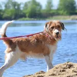 Znaleziono psa, Toruń, 8 kwietnia 2025