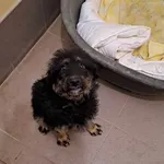 Znaleziono psa, Olsztyn, 3 maja 2025