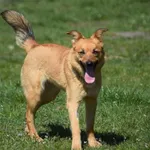 Znaleziono psa, Toruń, 15 marca 2024