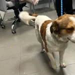 Znaleziono psa, Bydgoszcz, 2 maja 2025