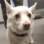 Znaleziono psa, Bydgoszcz, 2 maja 2025