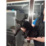 Znaleziono kota, Białystok, 30 kwietnia 2025