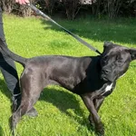 Znaleziono psa, Lublin, 4 maja 2025