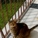 Zaginął kot, Międzyrzec Podlaski, 6 maja 2025