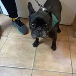 Znaleziono psa, Sosnowiec, 30 kwietnia 2025