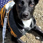 Znaleziono psa, Lublin, 4 maja 2025