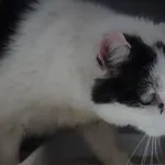 KOCUR PRZYWIEZIONY Z INTERWENCJI 05-05-2025