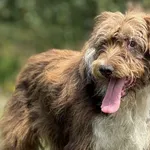 Imię: Oczko Chip: 616093902541451 Płeć : Samiec Wiek: styczeń 2012 Wielkość: średni Dzieci: w wieku szkolnym Kastracja/sterylizacja: tak Inne Psy: akceptuje inne psy Charakter: Oczko to bardzo fajny p