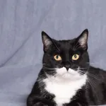 Kot do adopcji, Gdańsk, 7 maja 2025