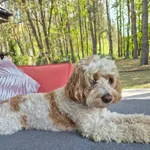 Zaginął pies, Pilchowo, 7 maja 2025