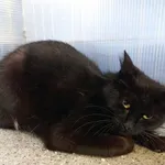 Kot do adopcji, Racibórz, 1 maja 2025