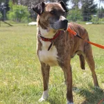 Pies do adopcji, Grudziądz, 3 maja 2025