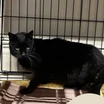 Znaleziono kota, Gdynia, 25 kwietnia 2025