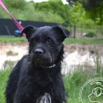 Pies do adopcji, Chełmek, 13 kwietnia 2025