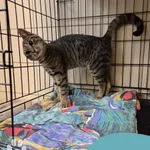 Znaleziono kota, Gdynia, 22 kwietnia 2025