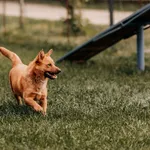 Pies do adopcji, Czartki, 7 maja 2025