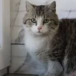 Kot do adopcji, Grudziądz, 8 maja 2025