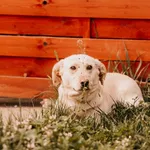 Pies do adopcji, Czartki, 7 maja 2025