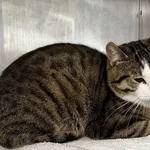 MEJSNER PRZYWIEZIONY Z INTERWENCJI 06-05-2025