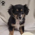 Znaleziono psa, Gdynia, 30 stycznia 2026