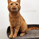 Kot do adopcji, Włocławek, 7 maja 2025