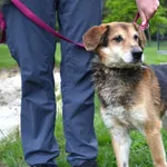 Pies do adopcji, Chełmek, 10 kwietnia 2025