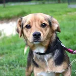 Pies do adopcji, Chełmek, 12 kwietnia 2025