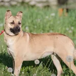 Pies do adopcji, Zgierz, 7 maja 2025