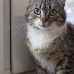 Kot do adopcji, Grudziądz, 8 maja 2025