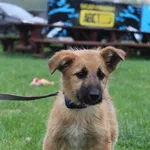 Pies do adopcji, Grudziądz, 23 kwietnia 2025