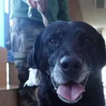 PIES Z INTERWENCJI 08-05-2025