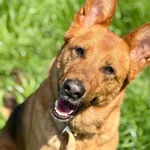 Pies do adopcji, Jelenia Góra, 29 marca 2025