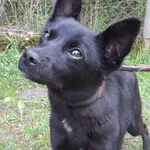 Znaleziono psa, Nowa Krępa, 5 maja 2025