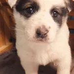 Znaleziono psa, Nowa Krępa, 28 kwietnia 2025