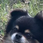 Zaginął pies, Łódź, 9 maja 2025