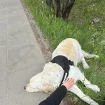 Znaleziona biała suczka retrieverka - Warszawa Bemowo