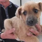 Majcia to suczka przywieziona w dniu 05.05.2025r z terenu gm. Górzno, szczenię, kontaktowa, miła