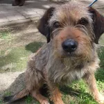 Karuzel to pies przywieziony w dniu 29.04.2025r z terenu gm. Ryki, dorosły, średni, kontaktowy, miły