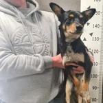 Przyjęty: 2025-05-08 Gmina: Żywiec Płeć: Suka Opis: mieszaniec, tricolor