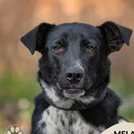 Pies do adopcji, Gdynia, 8 maja 2025